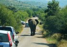 Elephant Car Insurance: Affordable, Comprehensive Coverage for Your Herd